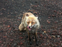 Bild zu Auf der Fahrt zum Ätna-Süd sahen wir diesen Fuchs auf einem Parkplatz.
Er schnappte sich eine Semmel und zog davon...
